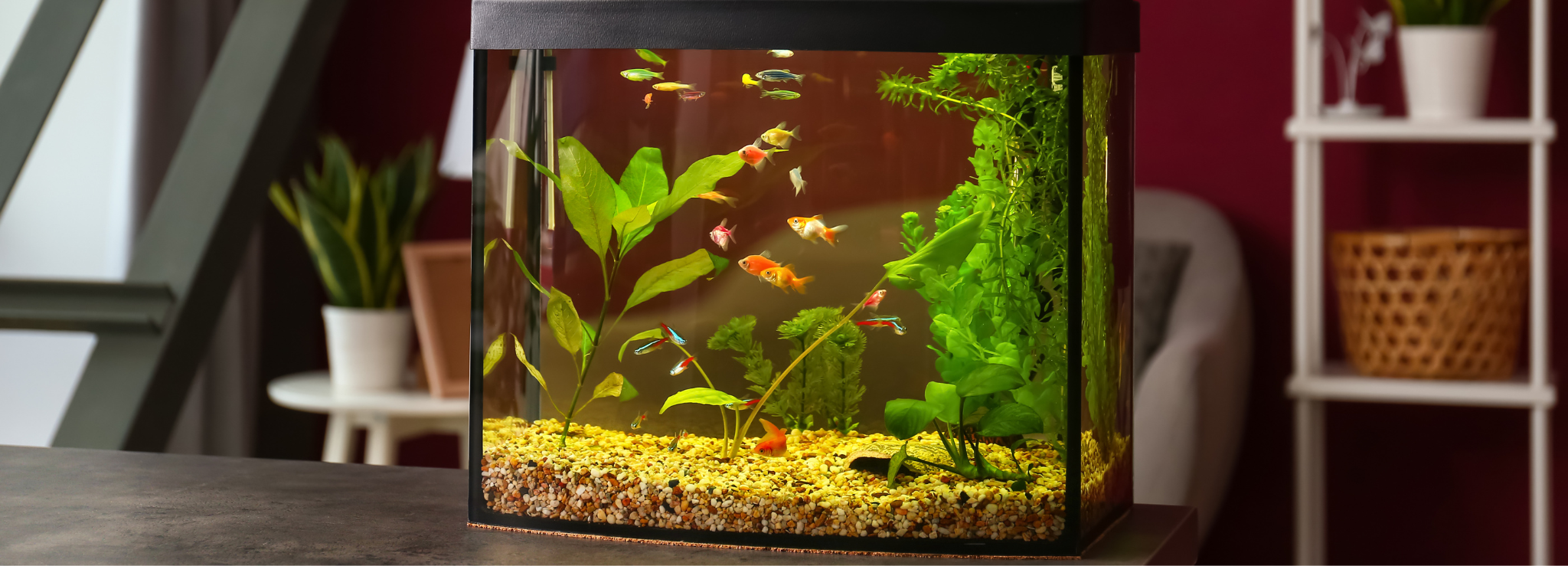 Premium Aquarium Supplies