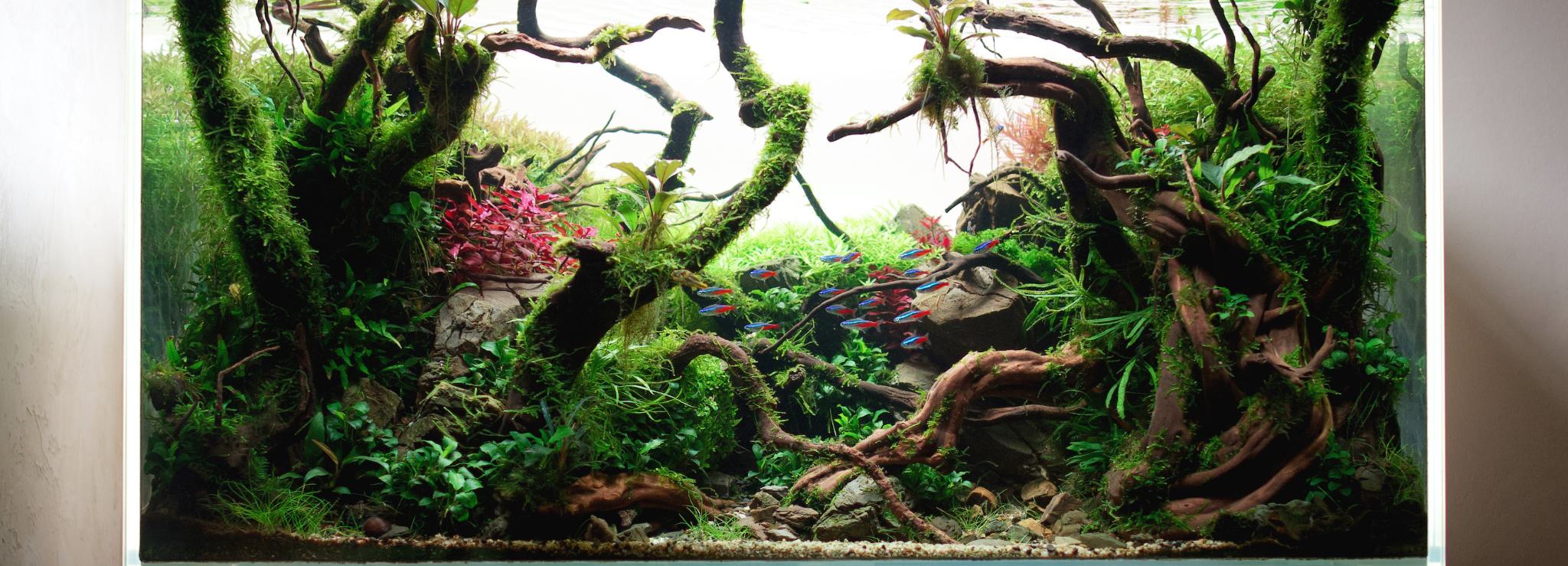 Start Your Aquarium Journey