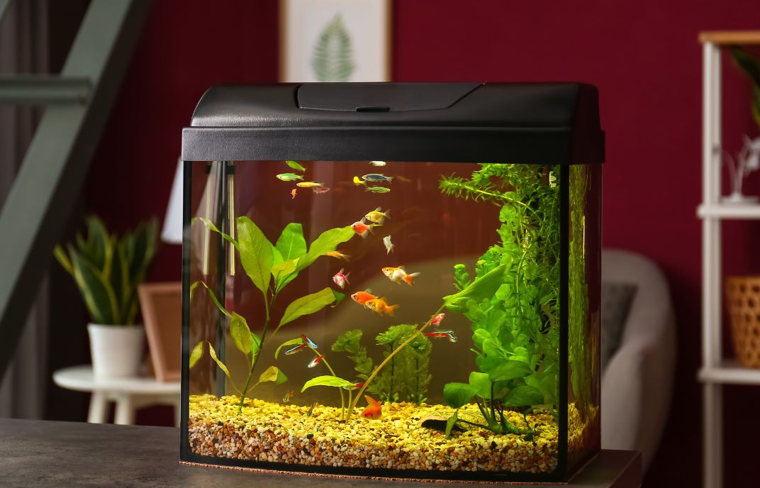 Premium Aquarium Supplies