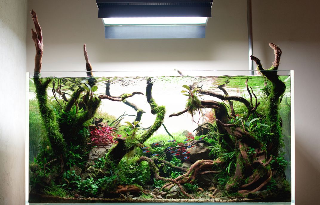 Start Your Aquarium Journey