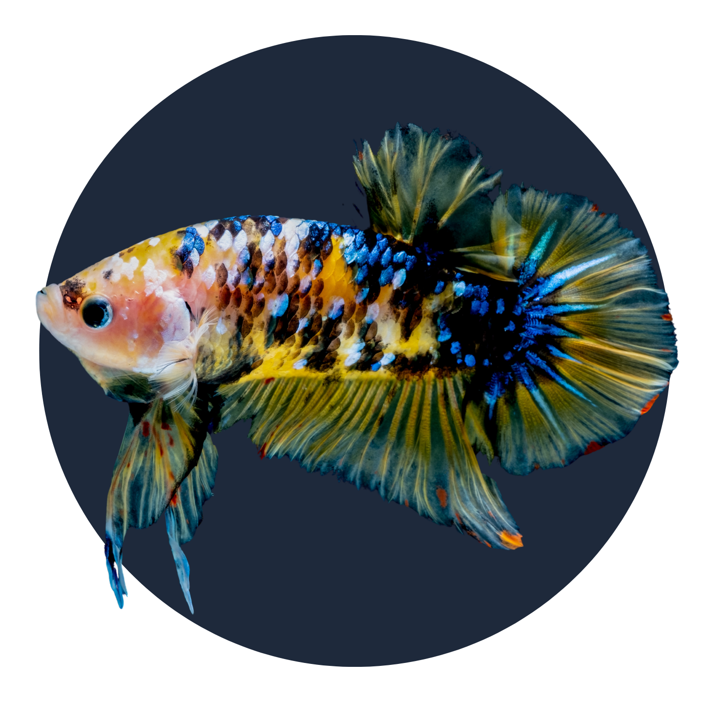 Betta Fish