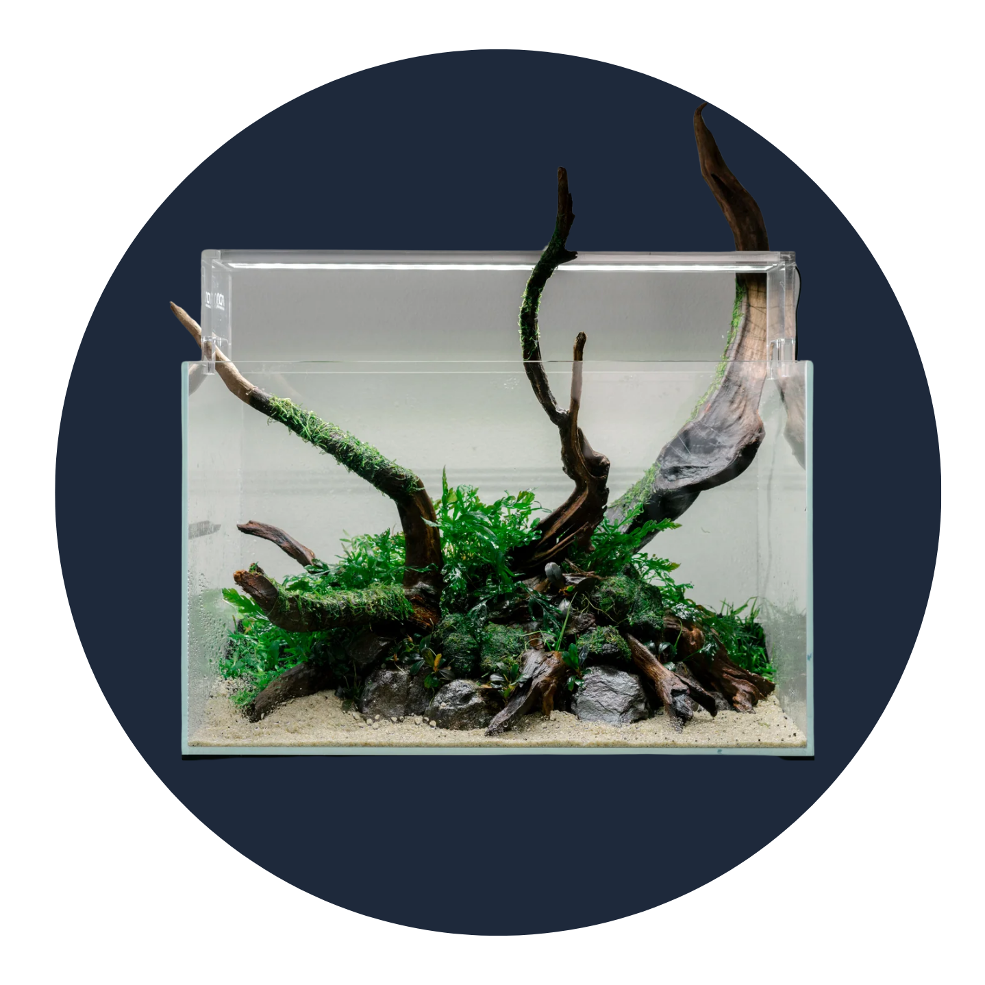 Driftwood
