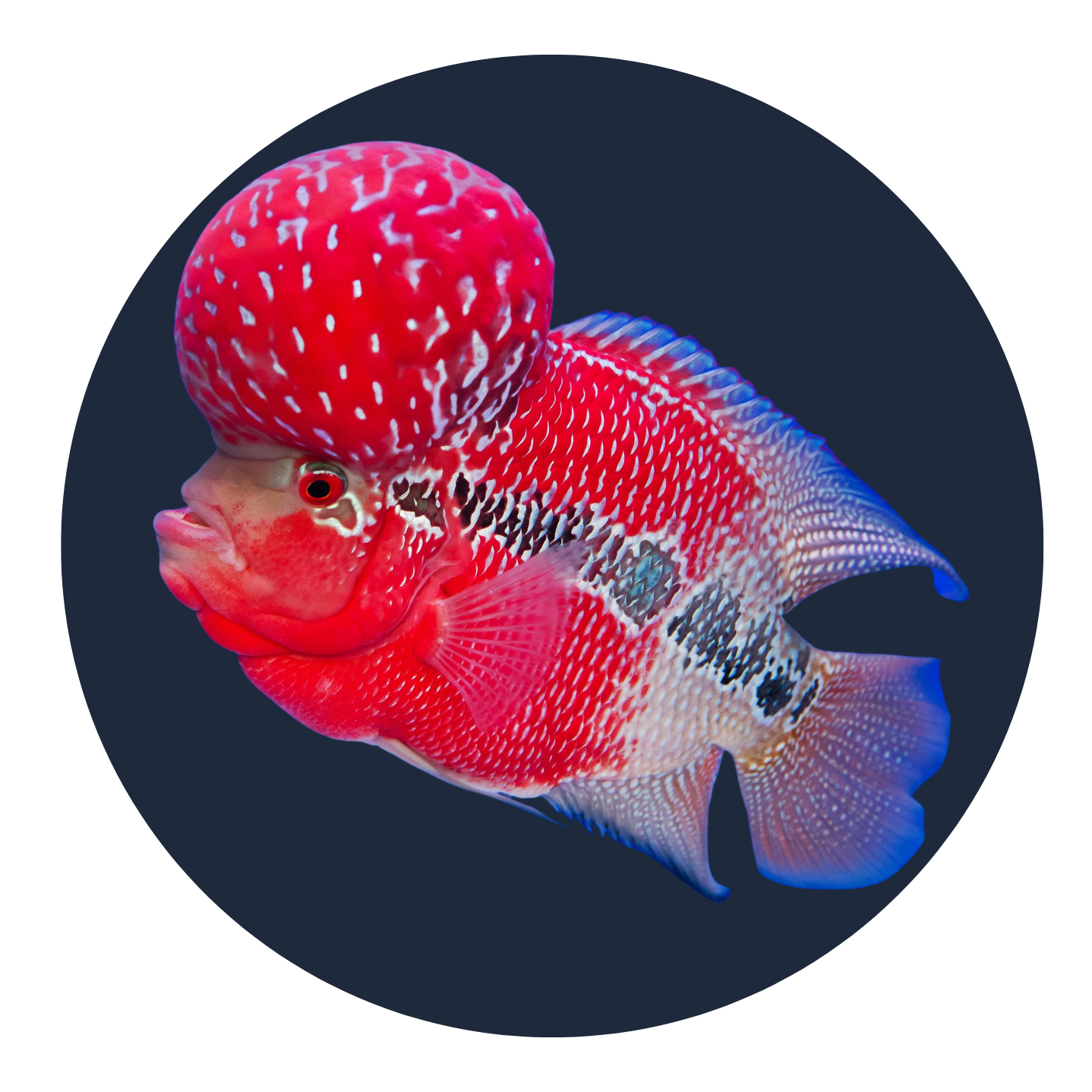 Flowerhorn
