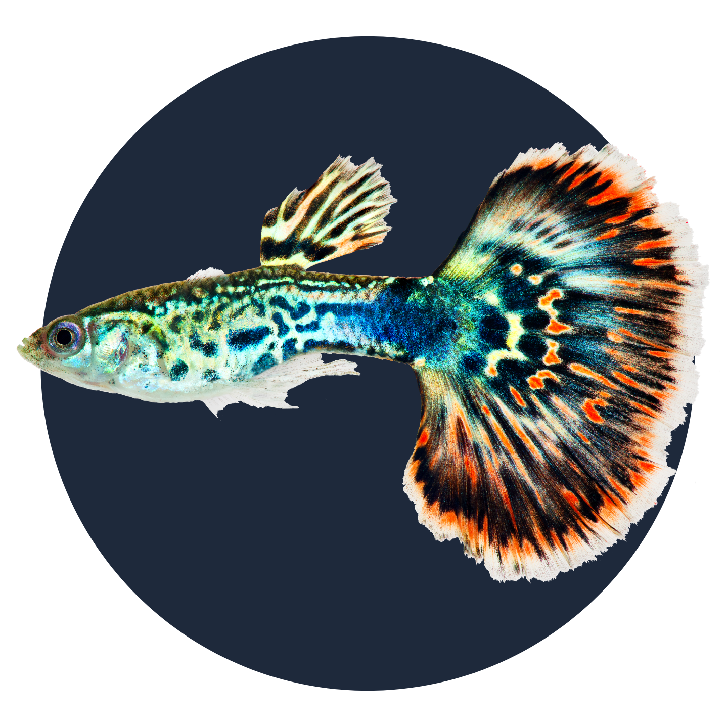 Guppy Fish