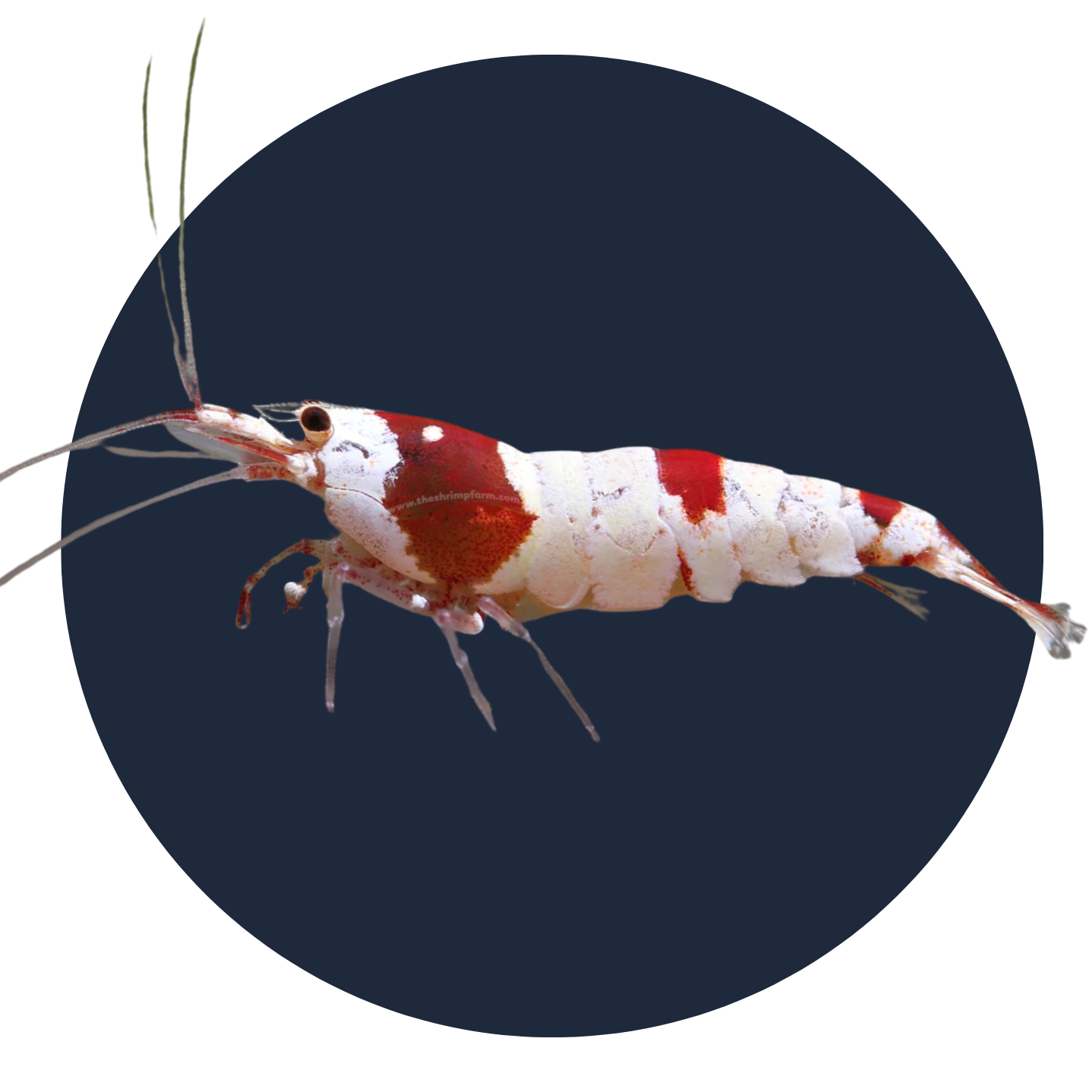 Shrimp