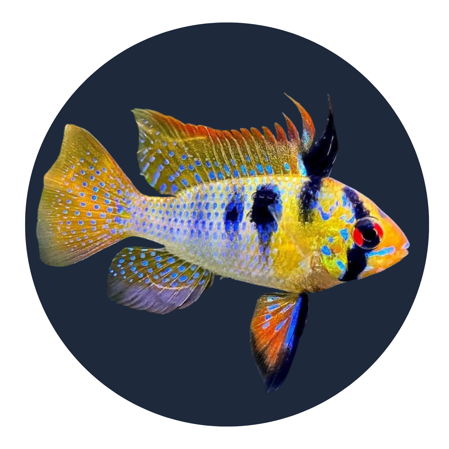 Tropical Fish